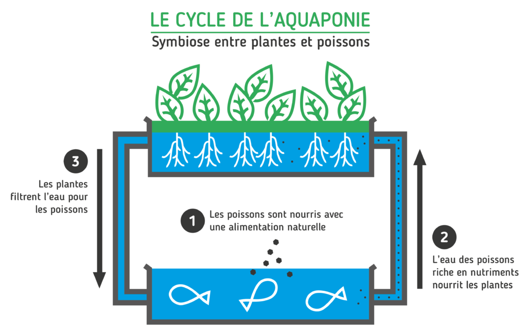 Aquaponics cycle chart